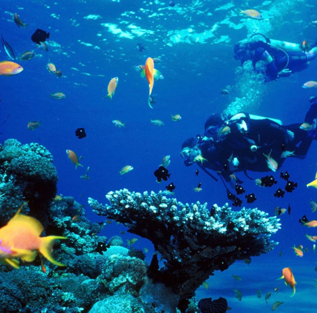 mar dei caraibi immersioni diving