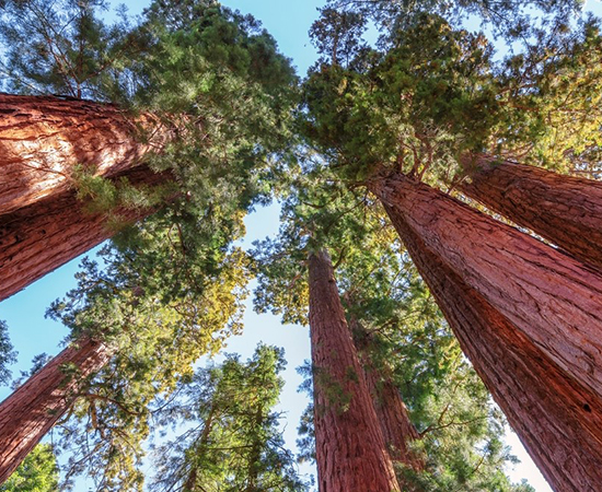 tour parco nazionale Sequoia e Kings Canyon