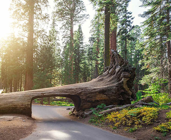 Sequoia e Kings Canyon stati uniti