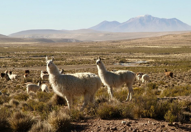 Parco Nazionale di Lauca in Cile