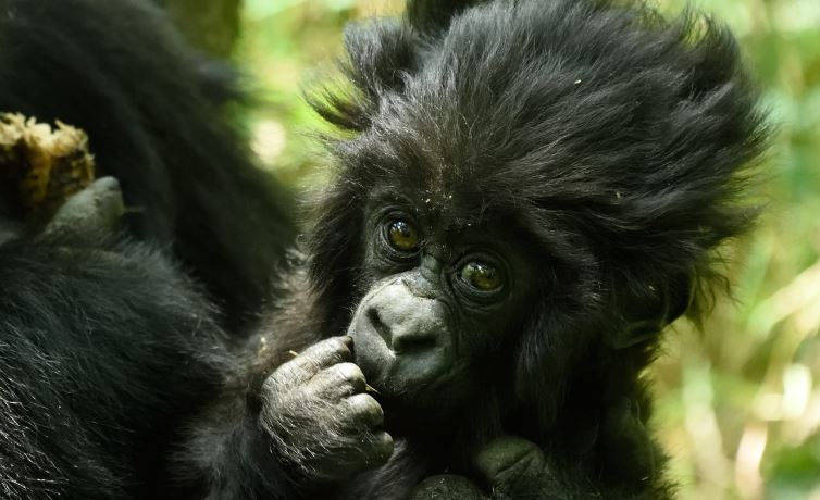 gorilla in ruanda viaggio di nozze luna di miele