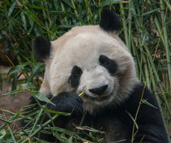 panda viaggio in cina chengdu