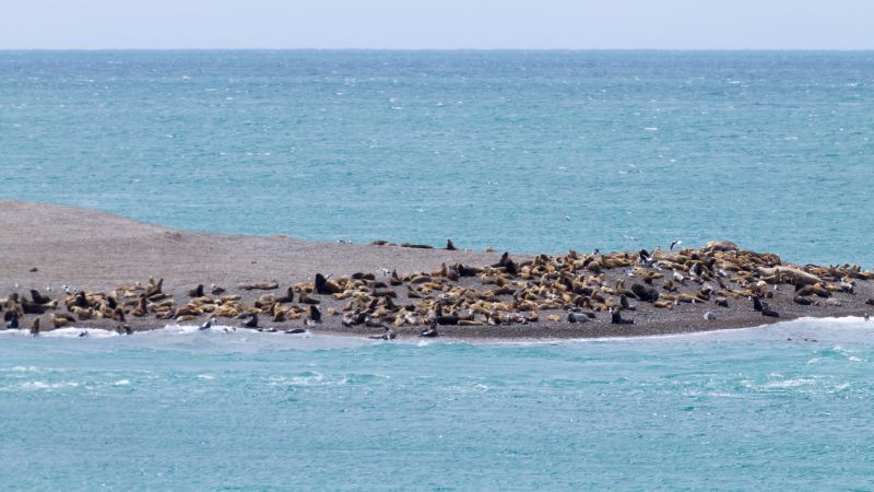leoni marini sulla spiaggia in patagonia